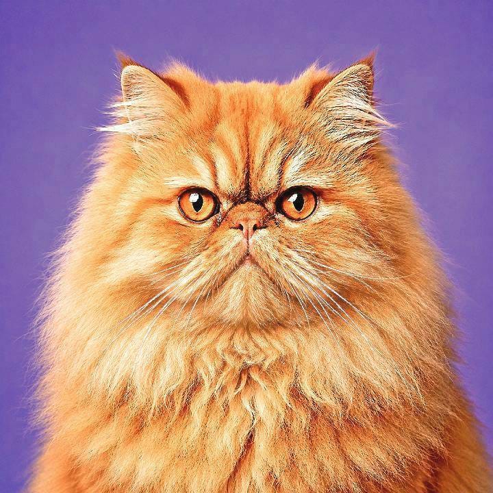 Persian cat photo before conversion to pixel art